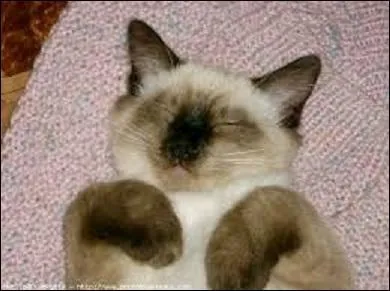 C'est encore un croisé de Birmanie.