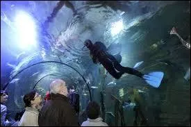 Vrai ou faux - Chaque année, l'Océarium du Croisic accueille plus de 250 000 visiteurs par an.