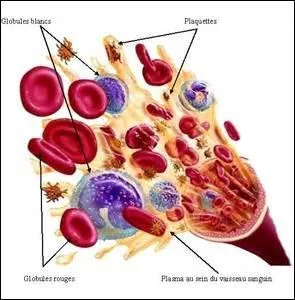 Quelle est la fonction des globules rouges ?