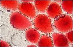 Qu'est-ce qui donne la couleur rouge au sang ?