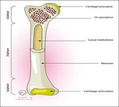 Où sont régulièrement fabriquées la plupart des cellules sanguines ?