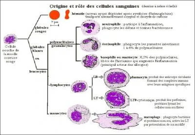 Quelle est la durée de vie des cellules sanguines ?