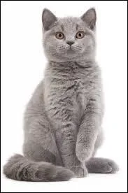 En argot, le chat est appelé "greffier".