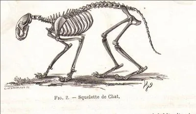 Le squelette du chat est composé de 150 os.