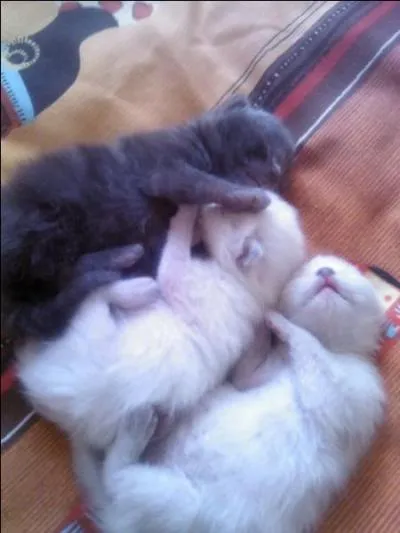 La gestation des chatons durent environ une soixantaine de jours.