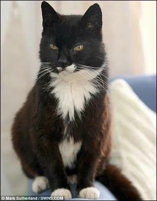 Le records de longévité d'un chat est détenu par Creme Puff qui est mort à l'âge de 38 ans.