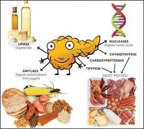 Que produit le pancréas nécessaire à la digestion ?