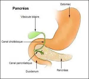 Le foie a de nombreuses fonctions. Quelles sont-elles ?