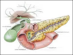Quelle est la grosseur approximative de la vésicule biliaire ?