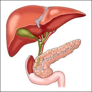 Où se situe-t-elle ?