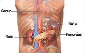 Quelle est la partie du pancréas qui est attenante à la rate ?