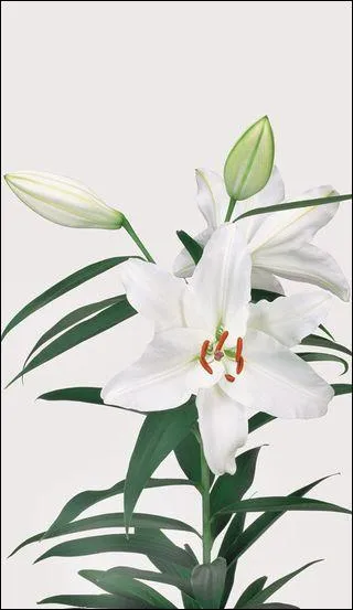 Mati&egrave;re grasse alimentaire obtenue en battant la cr&egrave;me du lait :