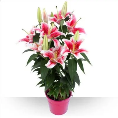 Groupe de vari&eacute;t&eacute;s de poires &agrave; chair fondante :