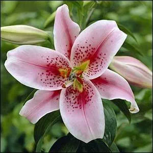 Criait tr&egrave;s fort, hurlait :