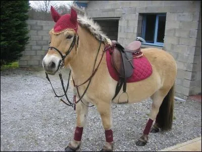 Le cheval peut-il être affectueux ?