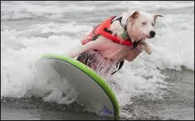 Ce chien n'a pas peur des vagues. Quelle est cette activité ?