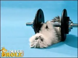 Ce chat espère avoir des muscles, il fait de/du/des...
