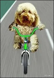 Ce chien sera-t-il aussi fort que Christopher Froome ? Quelle activité pratique-t-il ?