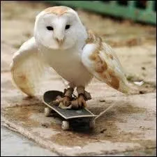 Sur l'image, on peut voir une chouette faire du skate.