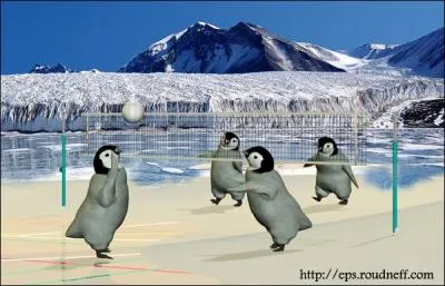 On peut pratiquer ce sport sur la plage, en tant que loisir. Quelle activité pratiquent ces pingouins ?