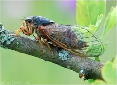 De quel ordre la cigale fait-elle partie ?