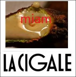 La cigale chante, mais elle se nourrit aussi ! Qu'est-ce qui lui permet de s'alimenter avec la sève des arbres ?