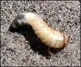 Quelle est la particularité des larves de cigales avant d'éclore ?