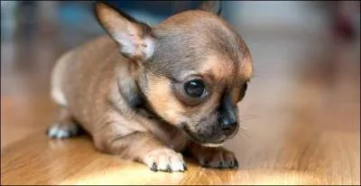 Le professeur est un