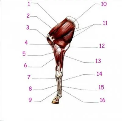 Quel est le nom du muscle numéro 10 des membres antérieurs ?