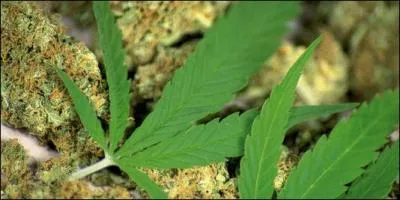 Quelle orthographe est fautive concernant cette résine extraite du chanvre ? (référence Larousse)