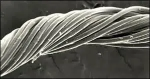 Mais oui, moulinez donc, moulinez et vous donnerez ------- nécessaire aux fils de soie ou autres.