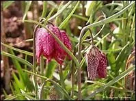 Quelle plante porte le nom de pintade ?