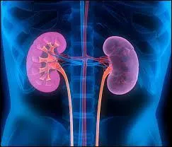 Quelles affirmations correspondent à la description de nos reins ?