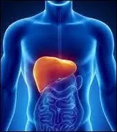 Quelles affirmations correspondent à la description de notre foie ?