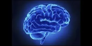 Quelles affirmations correspondent à la description de notre cerveau ?