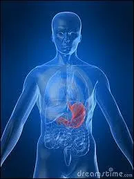 Quelles affirmations correspondent à la description de notre estomac ?