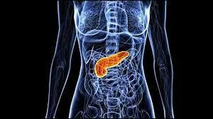 Quelles affirmations correspondent à la description de notre pancréas ?