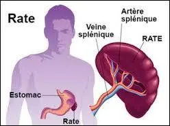 Quelles affirmations correspondent à la description de notre rate ?