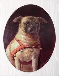 Le chien de Joséphine de Beauharnais était un carlin qui s'appelait Fortuné.