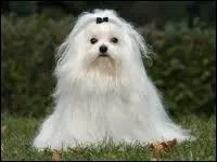 Le chien sur la photo est un coton de tuléar