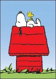 Snoopy à l'habitude de marcher seulement sur deux pattes.