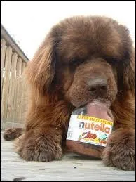 Le chocolat est un aliment qui peut-être mortel pour un chien.