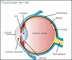 L'iris est une membrane situé dans l'oeil. C'est aussi le nom d'une...