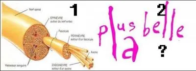 C'est en argot marseillais que l'on parle ainsi d'un voyou, d'un maquereau, d'un tueur.
Associez le nom de l'illustration 1 à l'élément manquant de l'illustration 2. (phonétiquement)