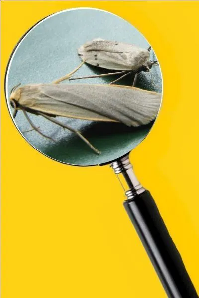 Elle n'aime pas les odeurs fortes. Des fleurs de lavande déposées dans l'armoire à linge les feront fuir. Quel est le nom de cet insecte ?