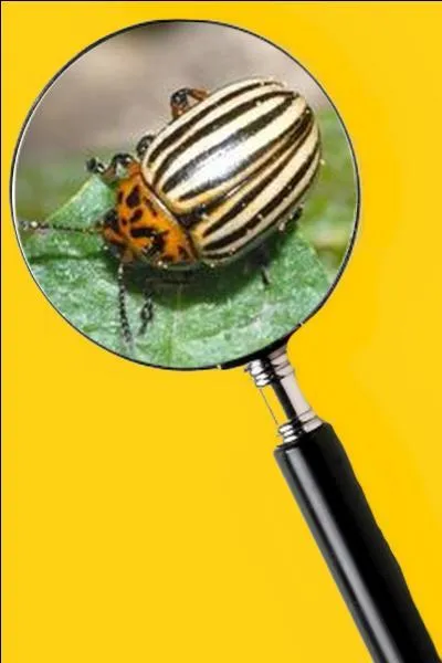 Il dévore les feuilles des plants, et, de ce fait, nuit considérablement au développement de la patate. Quel est le nom de cet insecte ?