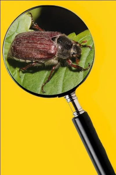 Ils s'enfouissent dans le sol l'automne venu pour y passer l'hiver. Puis, au printemps ils s'attaquent aux racines des plantes. Les jardins sont dévastés au grand désespoir des cultivateurs. Quel est le nom de cet insecte ?
