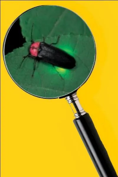 La lumière que le mâle émet est plus brillante que celle de la femelle. Quel est le nom de cet insecte ?