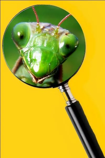 On a émis le fait que la femelle dévore le mâle après l'accouplement, mais cela reste à prouver. Quel est le nom de cet insecte ?