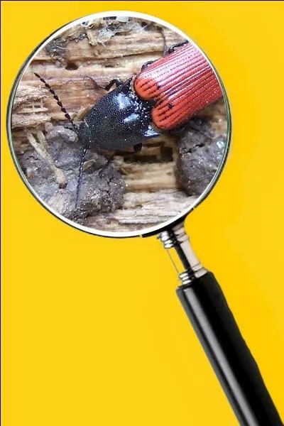 Ils attaquent les légumes et les racines des salades. Quel est le nom de cet insecte ?